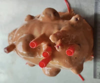 Simulación sutura realista cirugia de organos laparoscopia Kit