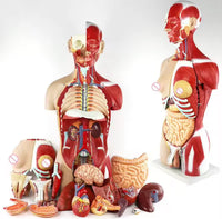 Torso Muscular humano 85 CM