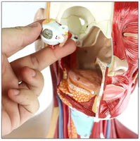 Torso Muscular humano 85 CM