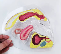 Anatomia de utero transparente - modelos anatomicos ginecologia