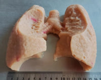 Simulación sutura realista cirugia de organos laparoscopia Kit