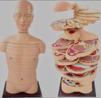 Torso humano seccionado horizontal desmontable masculino o femenino sagital 24 Capas