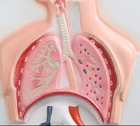 Sistema Respiratorio con Aveolo maximizado