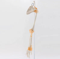 Extremidad Superior o Inferior con Ligamentos Pierna Brazo en base