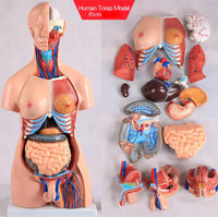Torso humano Bisexual de 85 cm desmontable- 20 partes