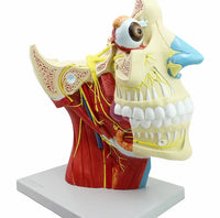 Modelo de Rostro 3D cabeza de alta definicion