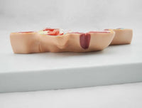 Modelo anatomica de cabeza humana