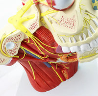 Modelo de Rostro 3D cabeza de alta definicion