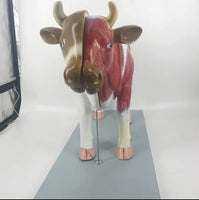 Modelo de Vaca para MVZ Desmontable