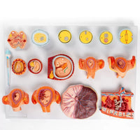 Modelo de desarrollo fetal