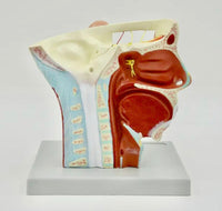 Modelo de Rostro 3D cabeza de alta definicion