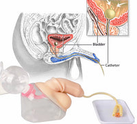 Simulador de cateteriamo urinaria masculino o femenino