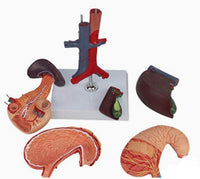 Modelo de estomago extraible higado desmontable