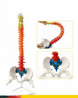 Columna vertebral 85 CM Color