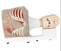 Simulador de Ultrasonido endoscopio endoscopia