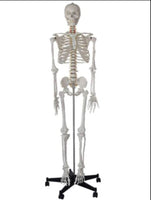 esqueleto humano tamaño real 175 cms