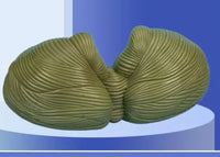 Modelo de Cerebelo desmontable maximizado