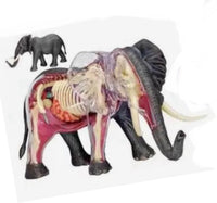 Modelo Anatómico 4D Mamut o Elefante desmontable
