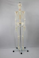 esqueleto humano tamaño real 175 cms