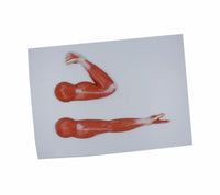 Modelo anatómico de brazo musculo mano y hombro