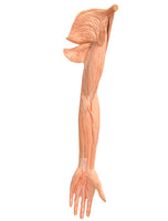 Modelo de Brazo - Ultra Realista Alta Simulacion