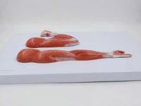 Modelo anatómico de brazo musculo mano y hombro