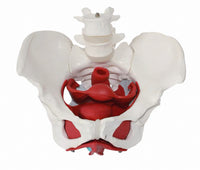 Modelo desmontable de Pelvis Femenina - suelo pelvico