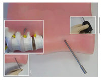 Simulador endoscopia columna humana espalda laparascopia