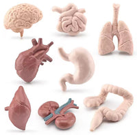 Simulación sutura realista cirugia de organos laparoscopia Kit