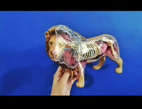 Modelo 4D desmontable Leon MVZ