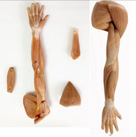 Modelo de Brazo - Ultra Realista Alta Simulacion