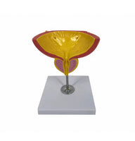 Modelo de Prostata y vejiga