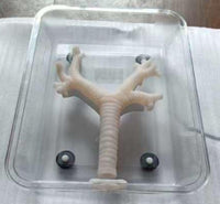 Simulador laparoscopia de Broncoscopia endoscopia bronquial bronquios