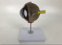 Modelo de ojo canino perro veterinaria