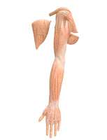 Modelo de Brazo - Ultra Realista Alta Simulacion