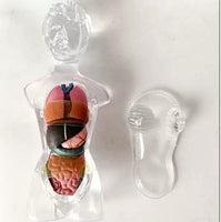 Modelo de torso femenino transparente