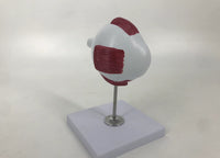 Modelo de ojo canino perro veterinaria