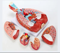 Modelo anatómico de sistema respiratorio humano pulmon corazon y diafragma desmontable en 7 piezas