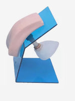 Modelo entrenamiento de cateterismo femenino enema