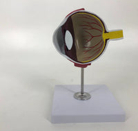 Modelo de ojo canino perro veterinaria