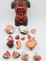 modelo anatomico de Torso unisex desmontable Africano 50 cms - facultad de medicina