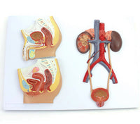 Modelo de sistema urogenital seccion sagital masculino y femenino