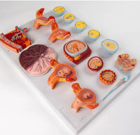 Modelo De Fertilización