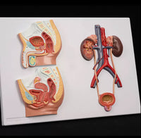 Modelo de sistema urogenital seccion sagital masculino y femenino