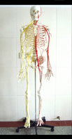 Esqueleto con nervios y arterias tamaño real 175 cm