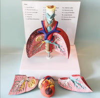 Modelo cardiopulmonar sistema respiratorio laringe