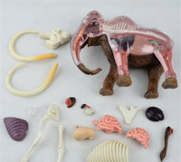 Modelo Anatómico 4D Mamut o Elefante desmontable