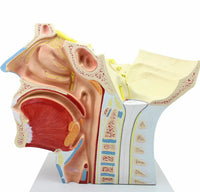 Modelo de Rostro 3D cabeza de alta definicion