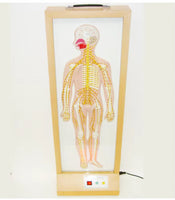 Simulador Eléctrico Sistema Nervioso Central