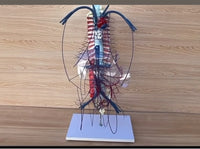 Modelo de Circulacion vena porta